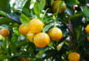 цитрусовите плодове